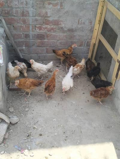 golden misri chicks