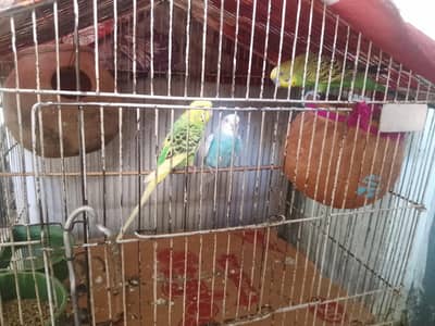 For sale whats app 03065828477