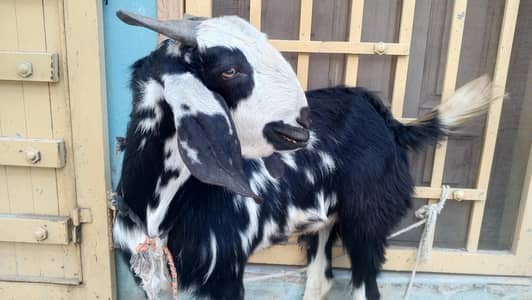 GOAT Dastiyab hai