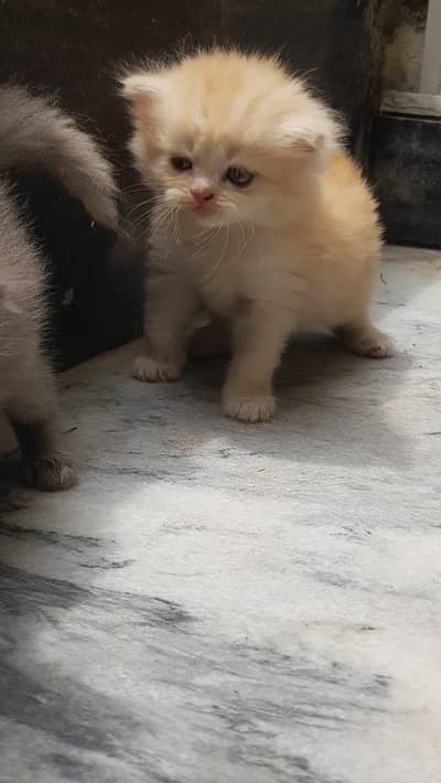 Persian kitten for sale