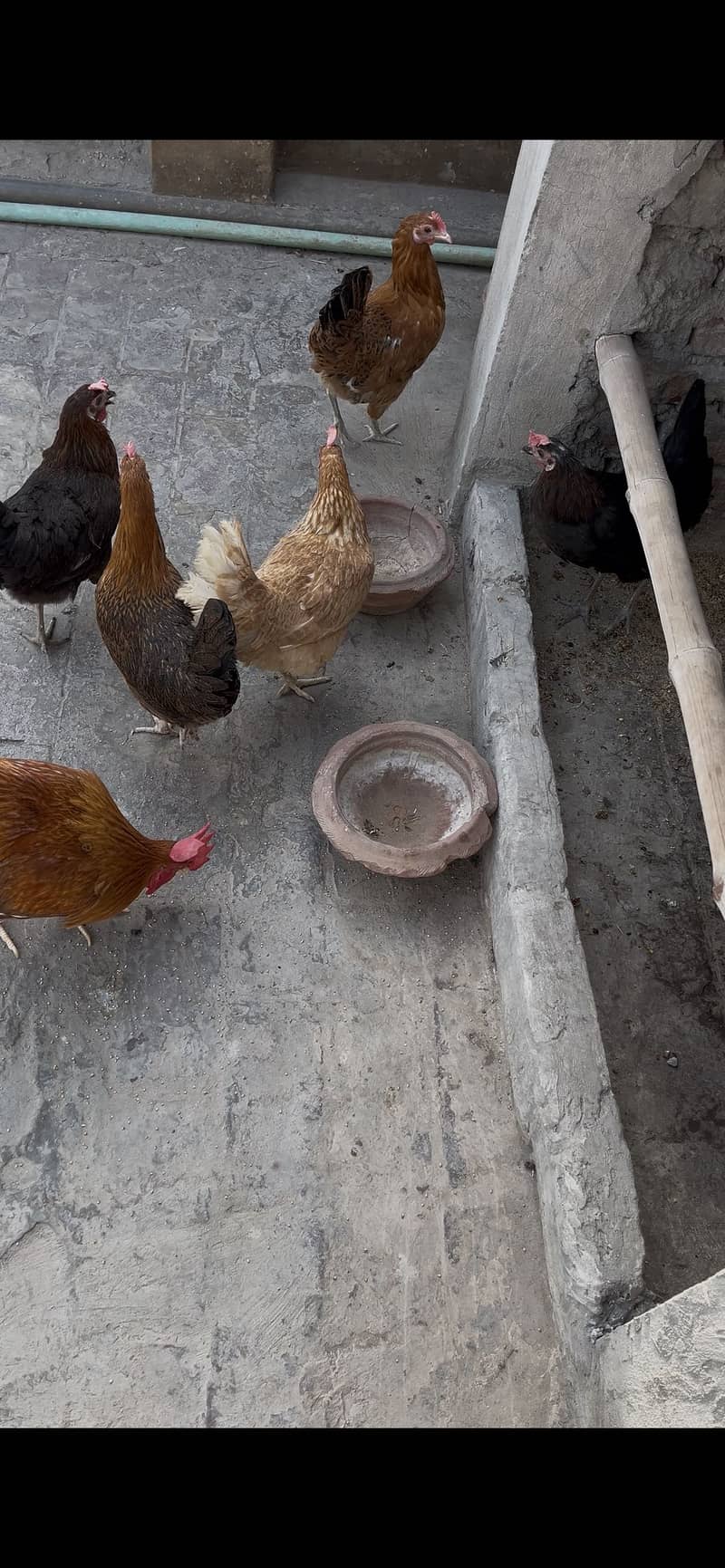 Desi hen 0