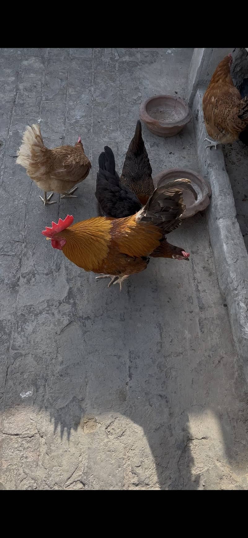 Desi hen 1
