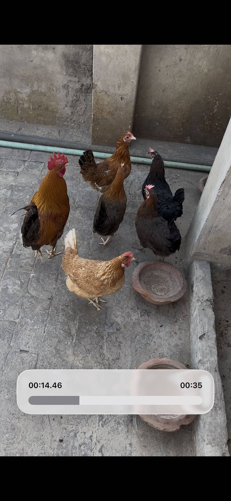 Desi hen 2