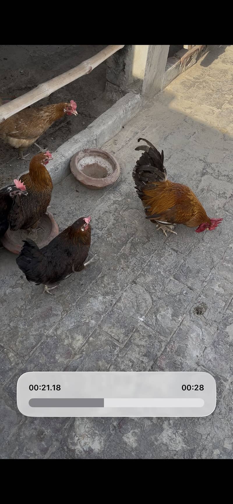 Desi hen 3