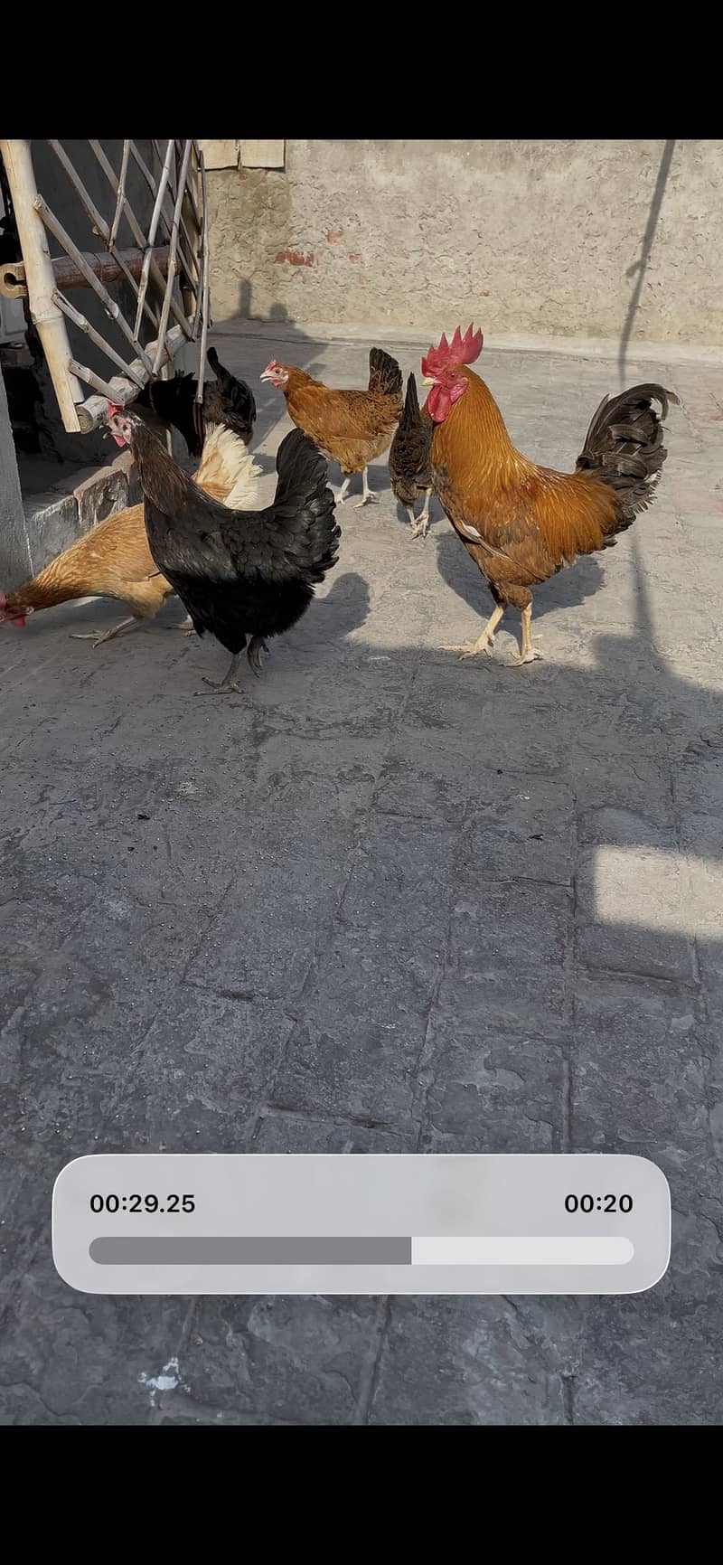 Desi hen 4