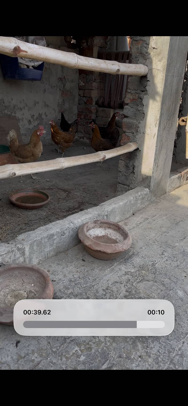 Desi hen 5