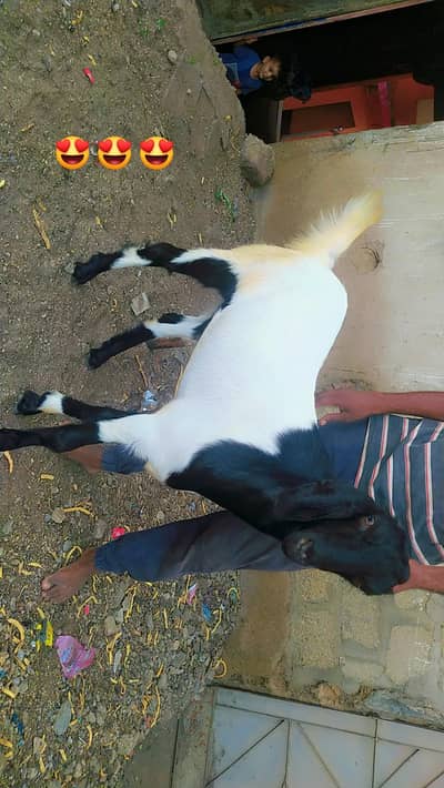 gods Bakra gar Ka ha