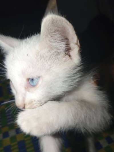 Persian cat kitten
