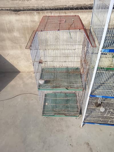 “4 healthy totay with 3 cages and 5 eggs