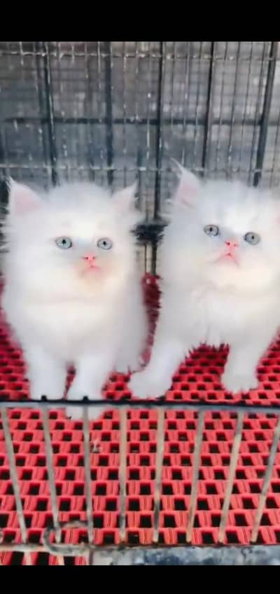 Quality Persian Punchface cat & kitten. moreWhatsApp 03094016734