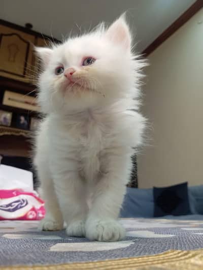 Female kitten