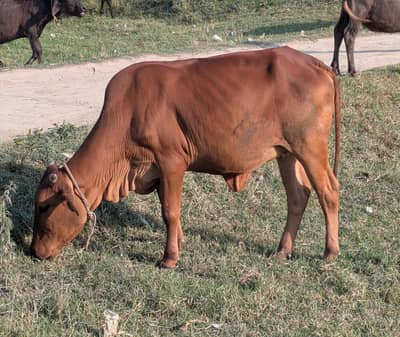 Desi Sahiwal Bachri for qurbanii