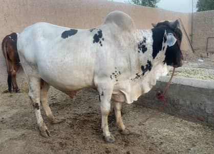 Qurbani k lia 2-dant (2 bull available ha )