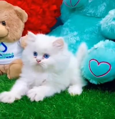 Persian cat triple kot,for sale,my WhatsApp 03493317649