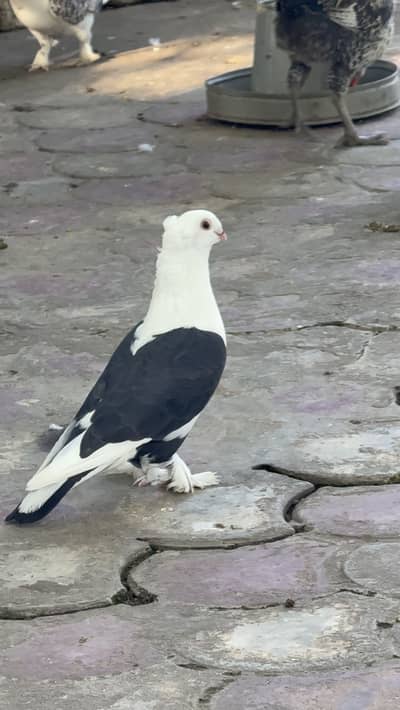 Sentinet Breeder pair