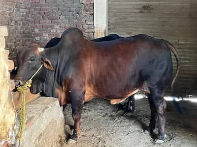 brahman bull /sahiwal bull/ Bachra/Wacha /Desi Bachre/ Qurbani 2026