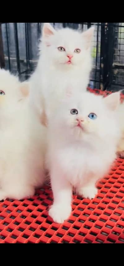 Quality Persian Punchface cat & kitten. moreWhatsApp 03094016734