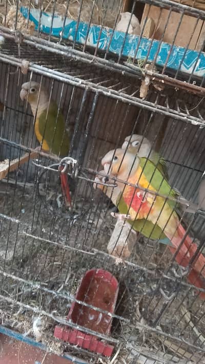 pineapple conure bird 2 pair breeder age above 1 year