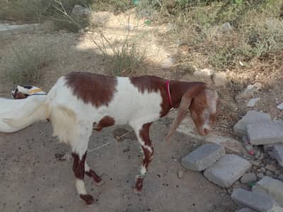 bakry 2 dant kahsi per bakra 80000