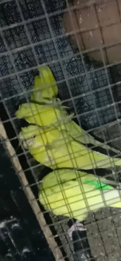 Albino And yellow  Hogoromo breeder s