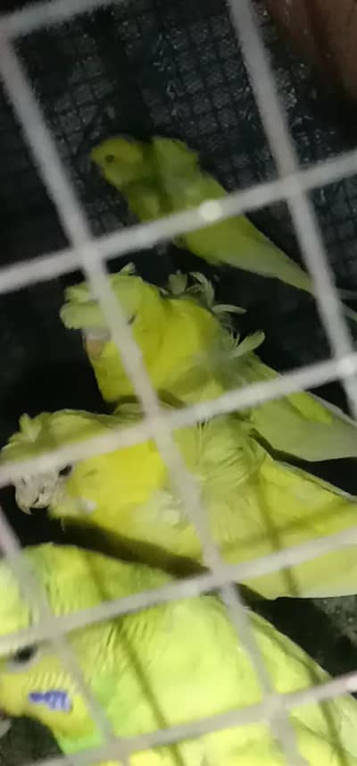 cocktail and Albino And yellow  Hogoromo breeder s