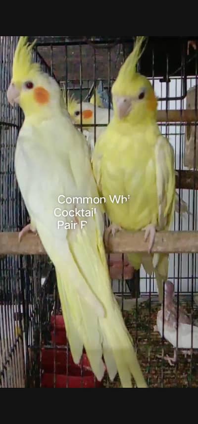 cocktail and Albino And yellow  Hogoromo breeder s