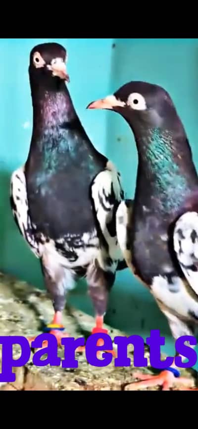 Rampuri quality birds