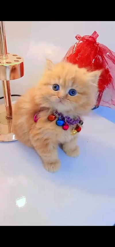 Quality Persian Punchface cat & kitten. moreWhatsApp 03094016734