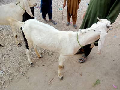 best for qurbani 2026 2 dant hy dono 4 hony wali hyi rajanpuri path hy
