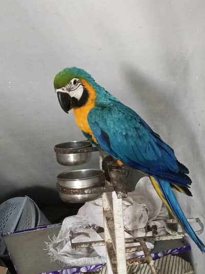 Blue n Gold MACAW TAME