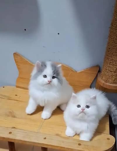Persian female kitten for sale 03489629855 Whatsapp number