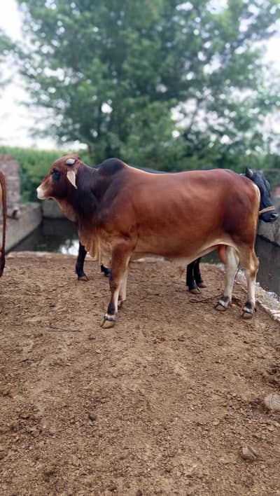 For Qurbani lovers Season 2026