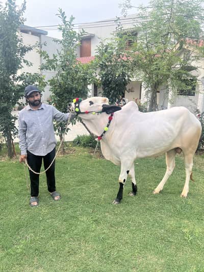FATHEJANGI BULL FOR QURBANI 2026 UP FOR SALE