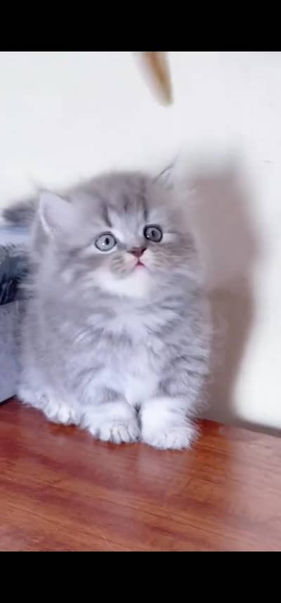 Quality Persian Punchface cat & kitten. moreWhatsApp 03094016734