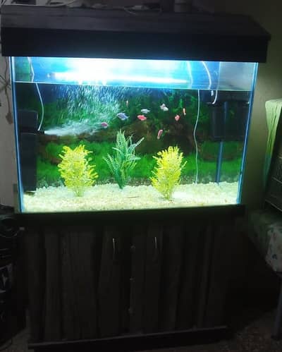 aquarium available