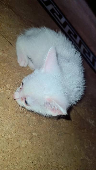 pure white Persian kitten 2 month old female.