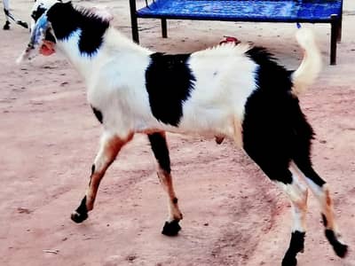 Qurbani good quality goat's male for sale