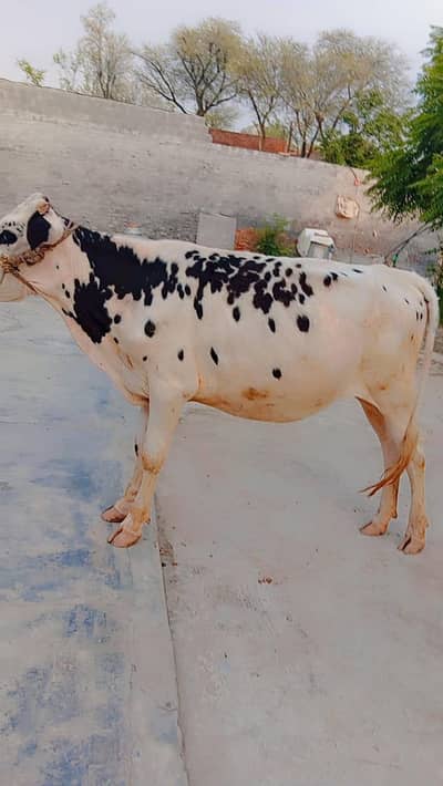 cows and vehrian