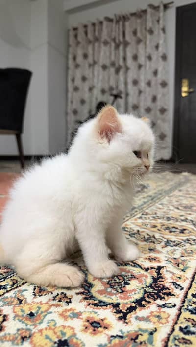 Persian female kitten triple coat punch face