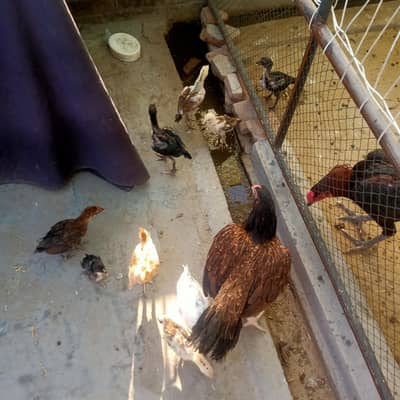 Thai x Mianwali 1.5 months old Chicks