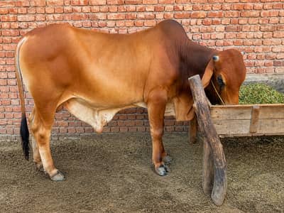 Healthy sahiwal bull for sale & strong and active