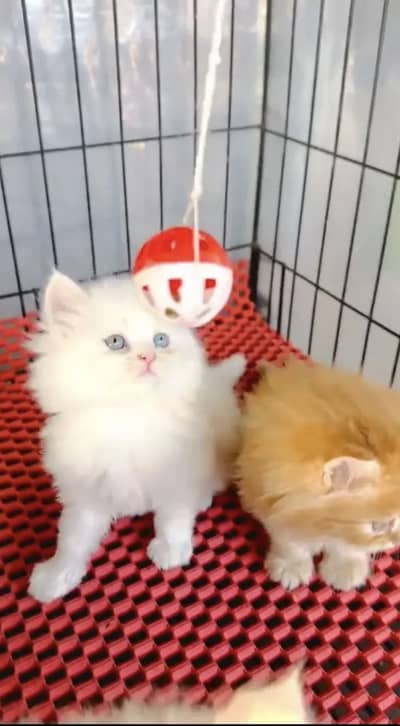 Persian kittens triple coat pair  for sale contact whatsap 03055516739