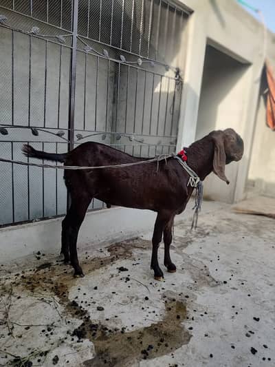 Qurbani K Bakrey