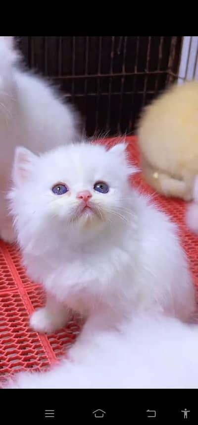 Quality Persian Punchface cat & kitten. moreWhatsApp 03094016734