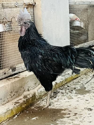 Ayam cemani Grey tangue