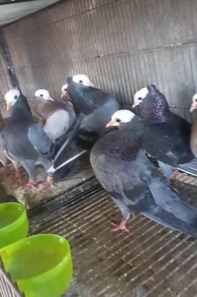 german Mukhi /Homer white /blue bar pairs available fancy peigon bird