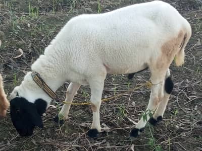 Healthy Sheep Lamb Available for Qurbani Sale