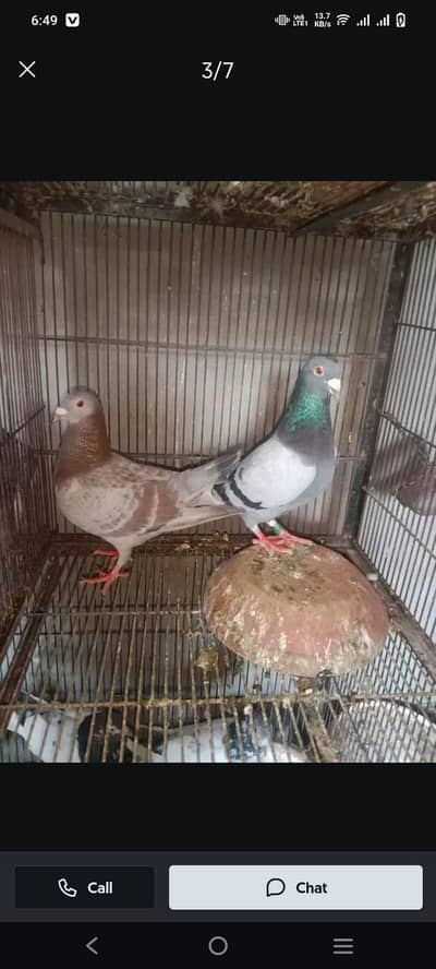 Egg laying Beautiful Hens Available