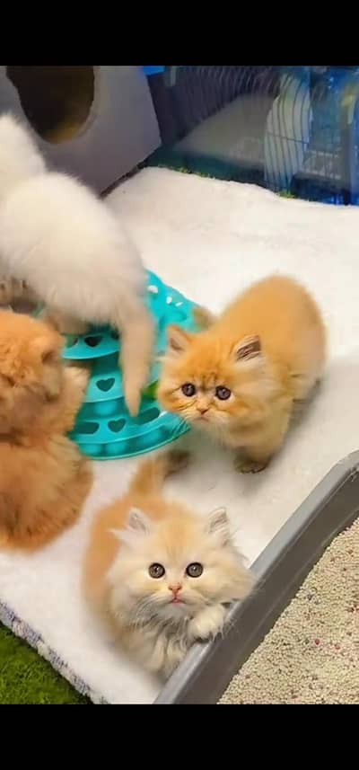 Quality Persian Punchface cat & kitten. moreWhatsApp 03094016734