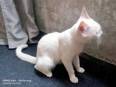 Russian Odd Eyes cat